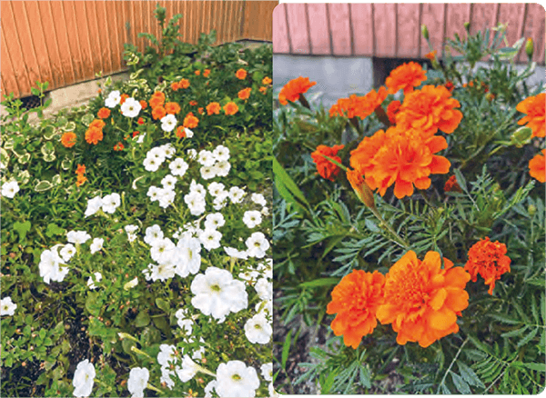 HB-101でお庭の草花が生き生きして、とてもきれいです。