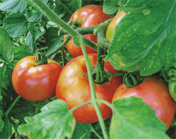 HB-101と顆粒HB-10で、トマトが立派な大きさとなり、色艶と味が申し分ありません。
