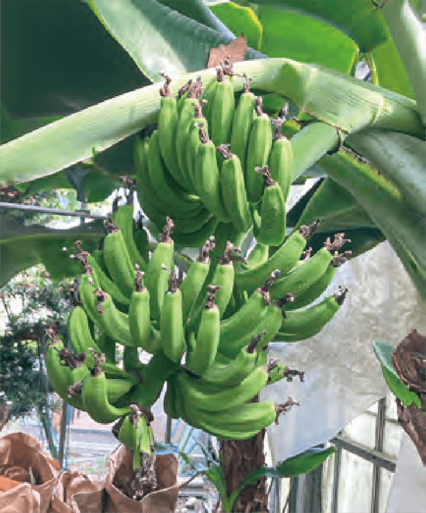 HB‐101でバナナは、勢い良く育っています。