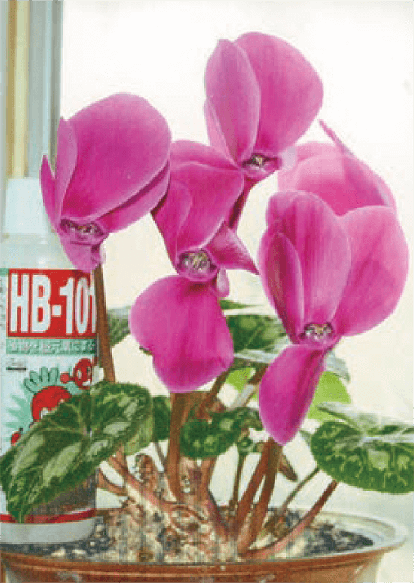 HB-101で美しいシクラメンが、10年も咲いています。
