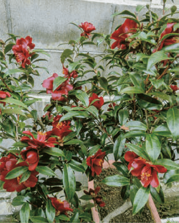 ③4年前に枯れかかった椿がHB-101を散布し続けて、よみがえり、赤むらさきの花が咲きました。