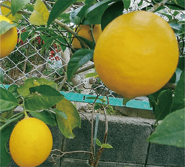 HB-101と顆粒HB-101で、普通のレモンの約2倍の大きさのレモンは甘みがあり、とても美味しいです。