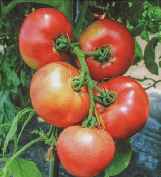 トマトは、苗作りから行い、自根(接ぎ木ではなく)で育てます。HB－101を薬剤散布の時に使用します。