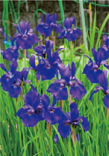 HB－101で沢山咲いた青紫のアヤメの花は、花壇のアクセントです。
