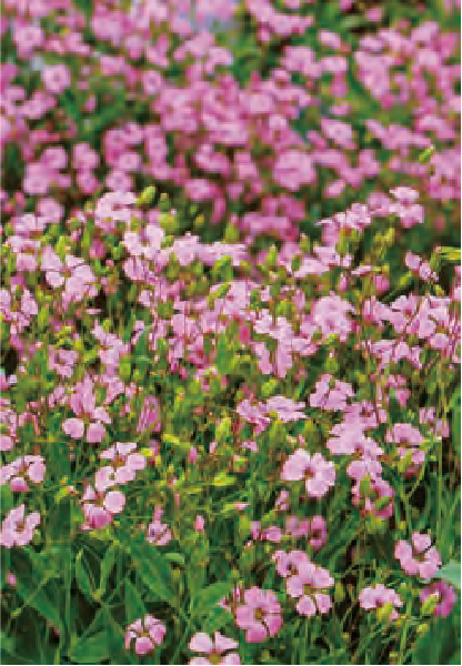 カスミ草の去年のこぼれ種で、HB－101で今年も一面にピンク色の花が咲きました。