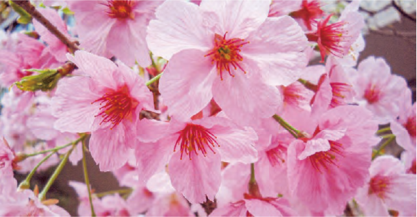 HB－101のおかげで桜が美しく、友人、知人、近所の方が見に来て下さいます。