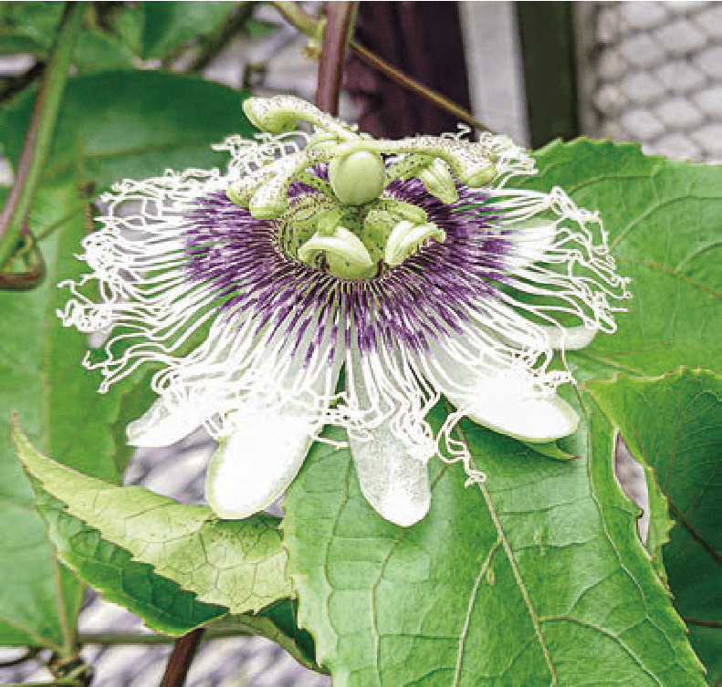 HB-101で、パッションフルーツの花が初めて咲き、とても素敵です。