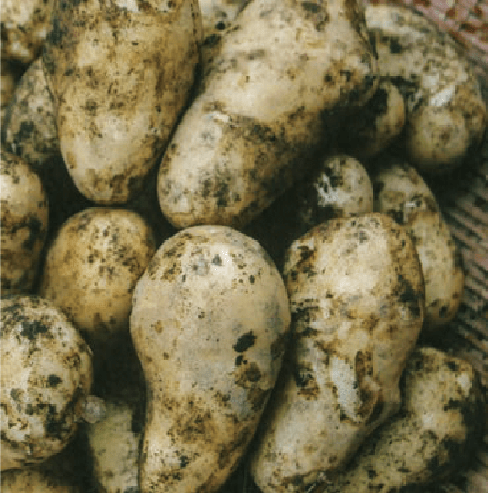 掘り上げたジャガイモは、HB-101の効果で、病気と害虫に侵されず、美味しく、きれいなジャガイモが収穫できました。