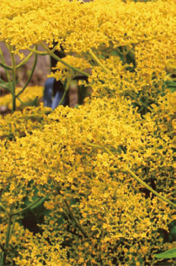 お盆前に出荷予定のオミナエシの花のつきが良く、丈夫で永持ちします。