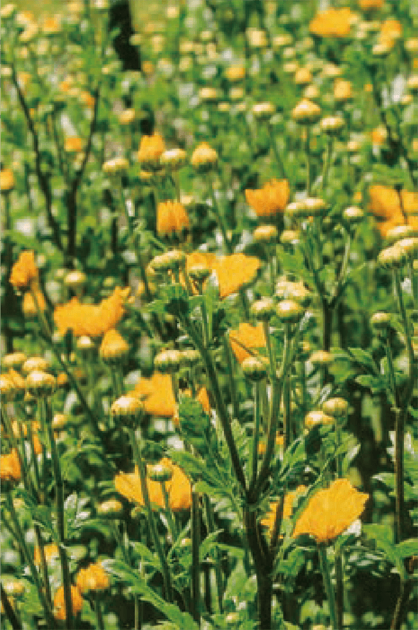 夏菊の生育が良く、茎と葉と花が、色が良く、光沢が美しいです。