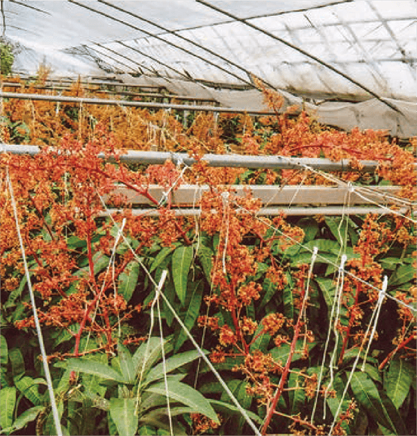 マンゴーの多くの花が満開です。