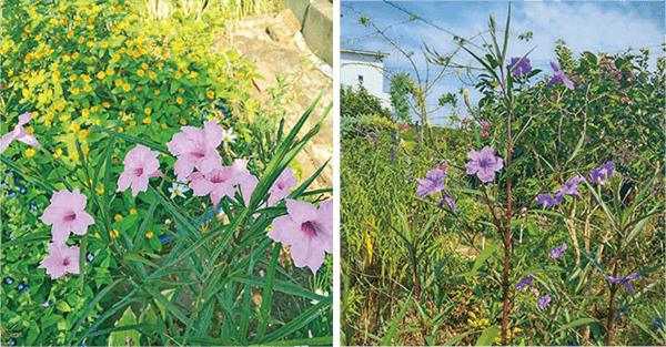 HB-101と顆粒HB-101で、ピンクと紫の伊瀬花火の花が美しく、咲き続けています。