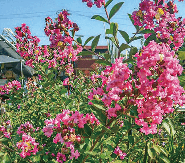 HB-101と顆粒HB-101で、咲くサルスベリの花です。