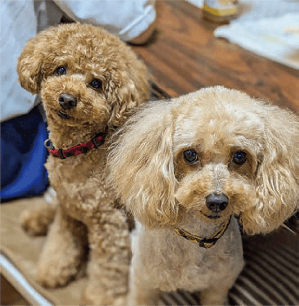 トイプードルの男の犬のペコとペルです。つぶつぶニオイノンノのおかげで犬の臭いが無くなりました。