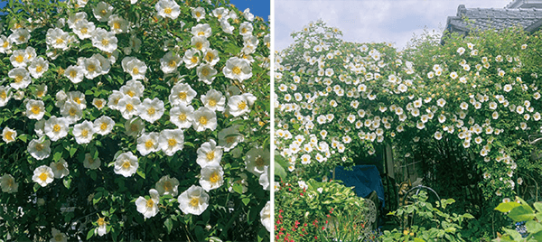 台風で枝が折れて潰れたアーチの所のバラの花が、ＨＢ―１０１で立ち直りつつあり、多くのバラがきれいに咲いています。