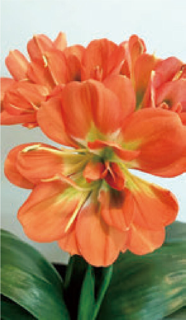 HB101と顆粒HB101で君子蘭が見事な花を咲かせます。