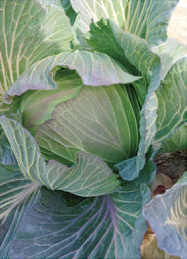 HB101で、素晴らしい無花果と野菜が出来ます。