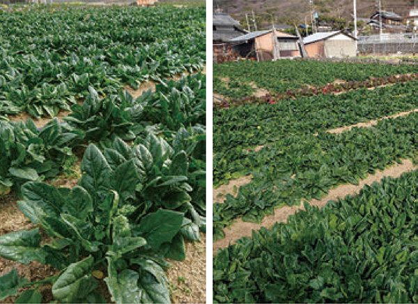 肉厚で、濃い緑色の甘味が増したホウレン草が、HB101で出来ます。
