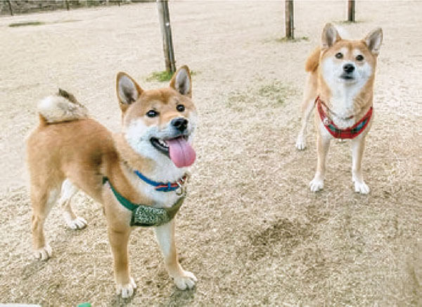 つぶつぶニオイノンノと、そのまま使えるニオイノンノスプレーで、犬独特の臭いが消えます。