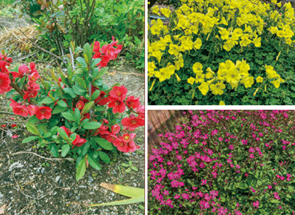 我が家の花畑が、HB101のおかげで賑やかで、色んな種類の花がいっぱい、とても美しく、きれいに咲いています。