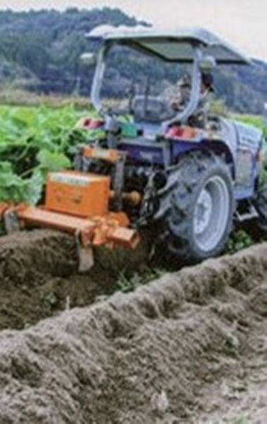 収穫機で葉柄がカットされ、掘り起こされるゴボウです。