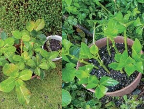 HB101で、たくさんの植物が芽吹きます。