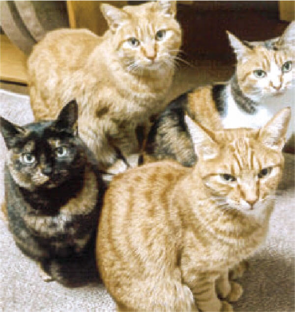 猫達にHB101入りの水を飲ませているので、猫達はすごく元気です。
