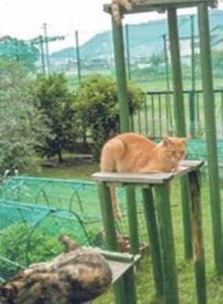 猫達は庭の高見台で、日向ぼっこをしています。