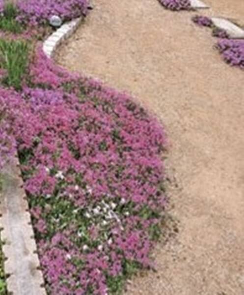 芝桜にHB101を散布し、庭がとても華やかです。