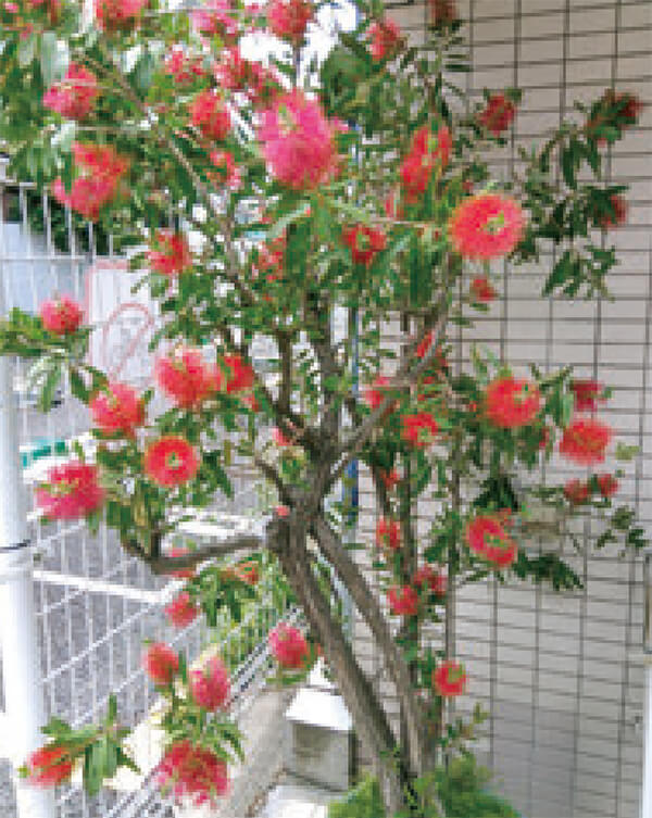 HB-101で有用微生物が活力化され、植物の根と、草木が強くなります。