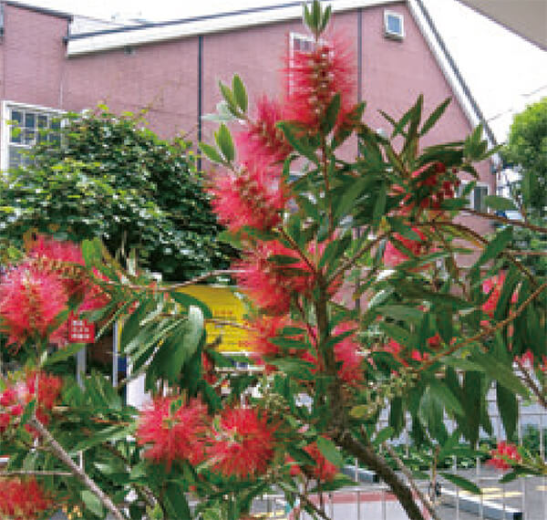 HB-101で、植物の草木が強くなり、植物が生き生きしています。