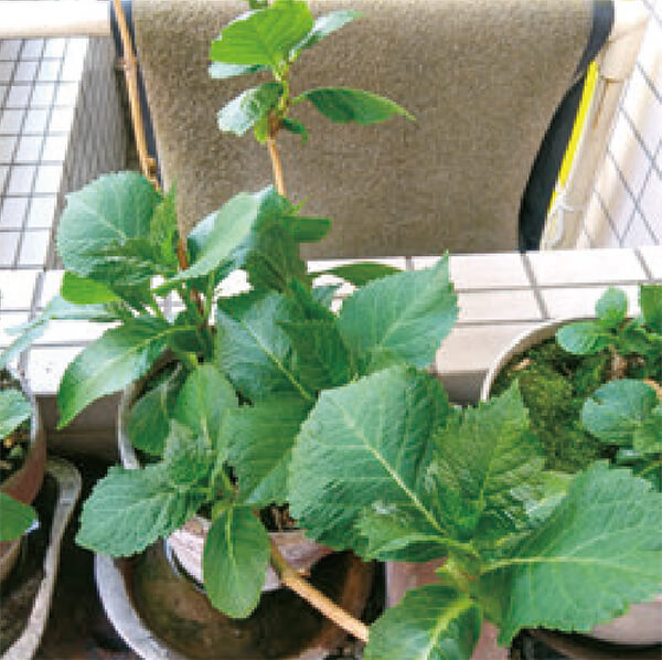HB-101で、植物の根っこが強くなります。