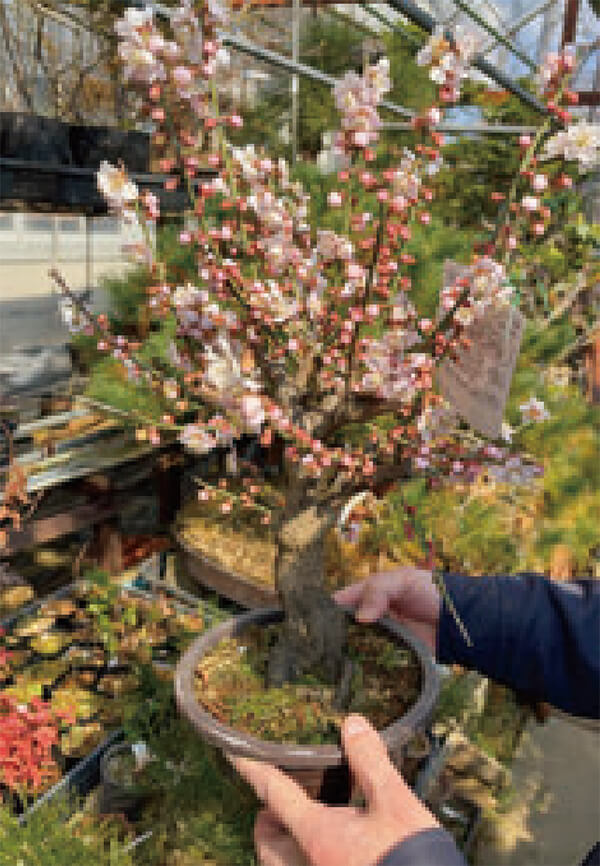 植物をHB-101が、超元気に、美しくします。