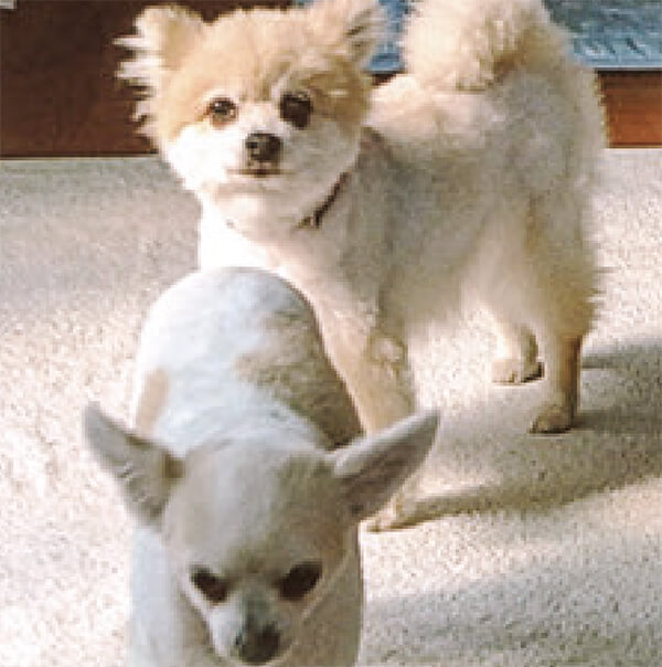 犬達をフローラロイヤルソープで洗って、シャワーをしたら、臭いが無く、HB-101の風呂に入れて、すすぎ洗いをしています。