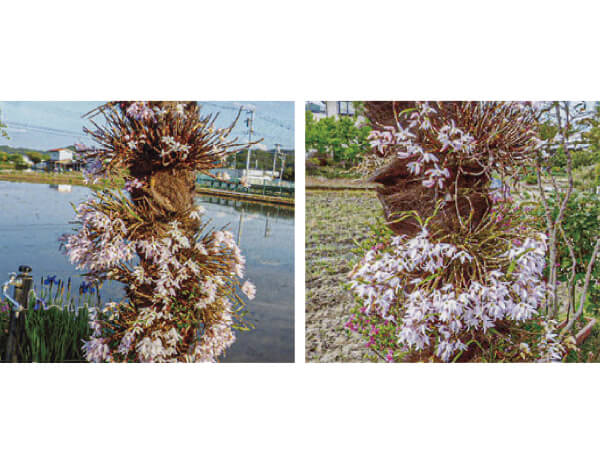 写真の上の部分がHB-101未使用で、写真の下の部分がHB-101を使用した所で、HB-101のおかげで、きれいに花が咲いています。