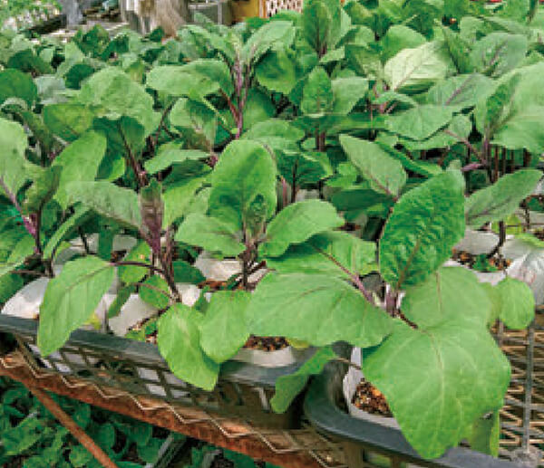 HB-101と顆粒HB-101で、植物が超元気に育ちます。