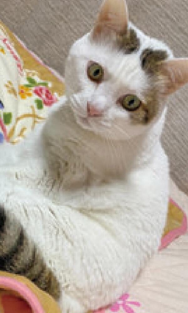 愛猫のカラちゃんのトイレの後は、ニオイノンノでニオイが消え、快適です。