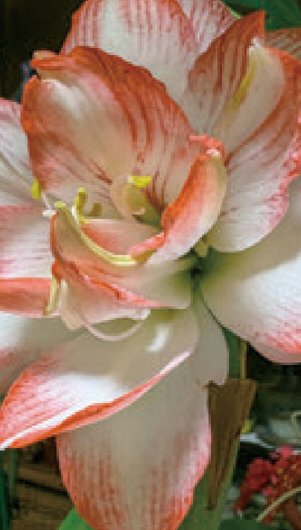 HB-101でアマリリスが華麗に咲きました。