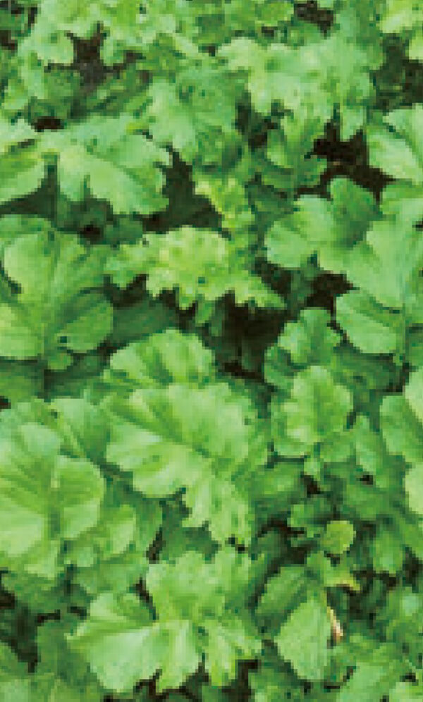 野菜すべてにHB-101を与えています。いきいきと生育中の大根です。