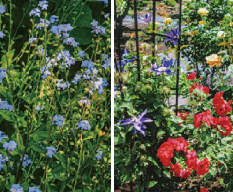 HB-101のおかげで、華やかに咲き誇る花々に癒されています。