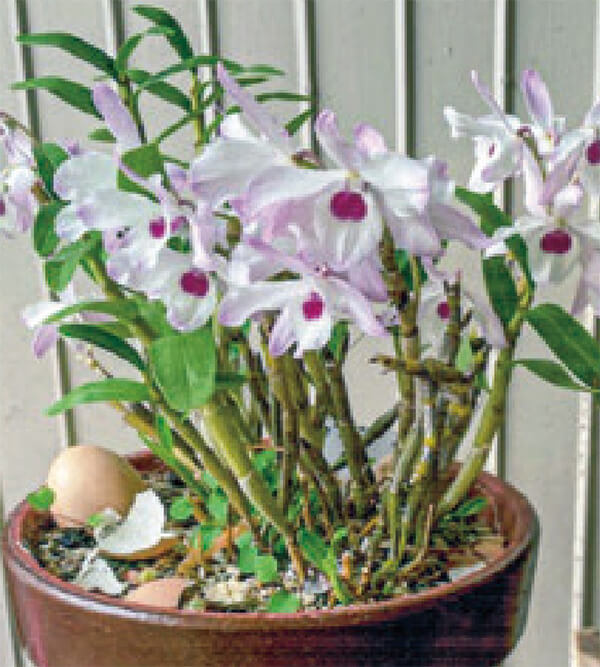 HB-101で、シンビディウムは見事な花が咲きます。