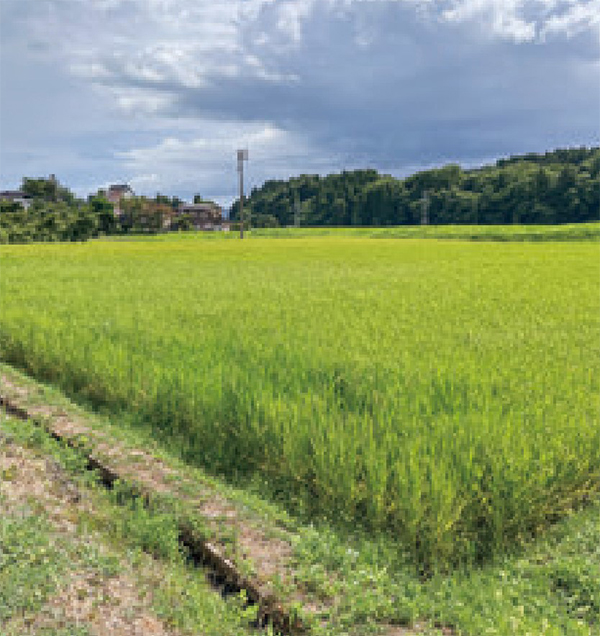 HB-101で植物を栽培し、食品に加工しています。