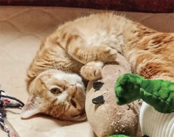 HB-101を入りのお水を毎日飲んでいるので、18才の猫の毛の艶が良く、元気です。