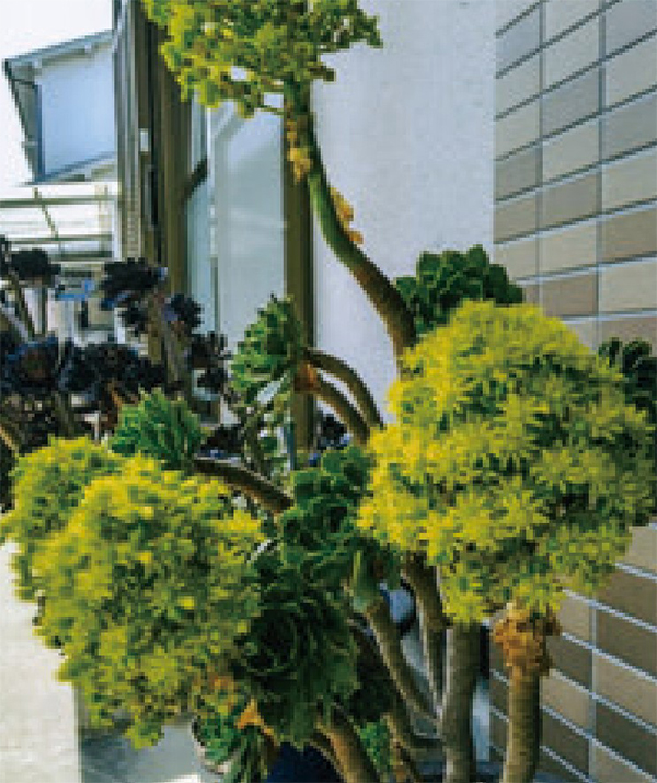 ④HB-101で、サンシモンが育っています。