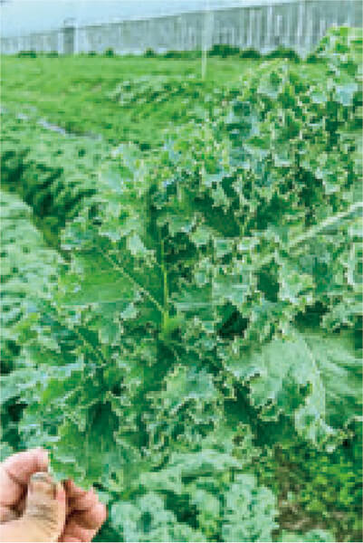 HB-101で葉っぱの1枚1枚がシャキッとして、HB-101の凄さを実感しています。