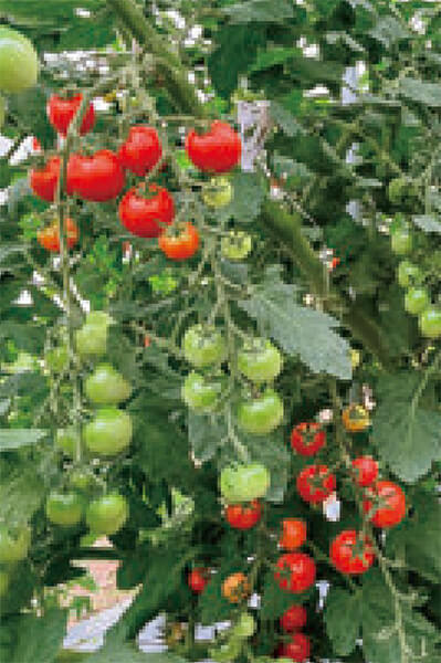 HB-101でミニトマトが大きく綺麗な花実をつけ、栽培期間の長い野菜に、HB-101は、とても心強いです。