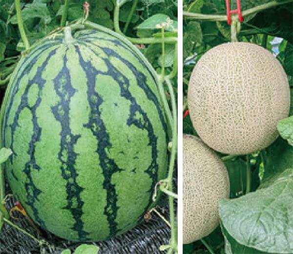 HB-101を使って、素晴らしい栽培が出来ています。