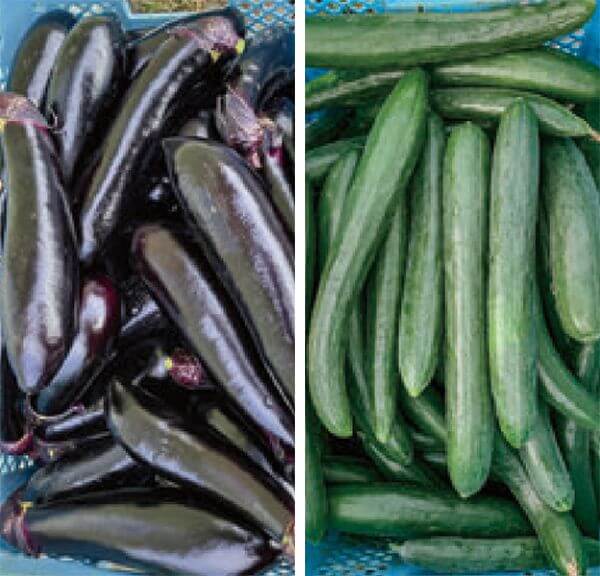 HB-101のおかげで、素晴らしい野菜が出来ています。