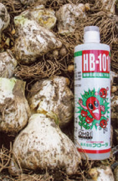 ジャンボにんにくをHB-101で育てると、玉太りして、大きさが揃っています。