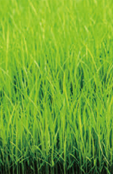 田植え直前のイネの苗は、HB-101で丈夫に育っています。